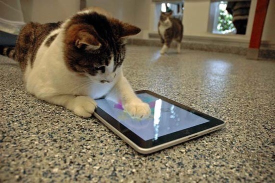 cat using ipad